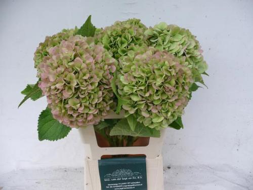 Hydrangea macrophylla 'Blizzard' (classic)