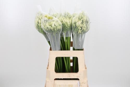 Agapanthus 'Gletsjer'