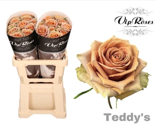 Rosa grootbloemig Teddy's
