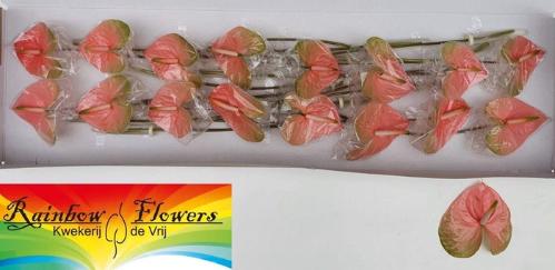 Anthurium Andreanum Grp 'Gabri