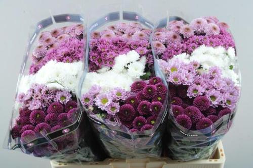 Chrysanthemum Indicum Grp tros santini gemengd