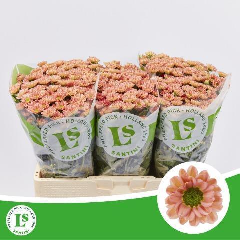 Chrysanthemum Indicum Grp tros santini Rossi Smokey