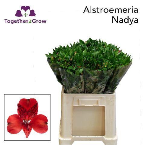 Alstroemeria Nadya