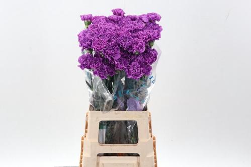 Dianthus standaard Florigene Moonlite