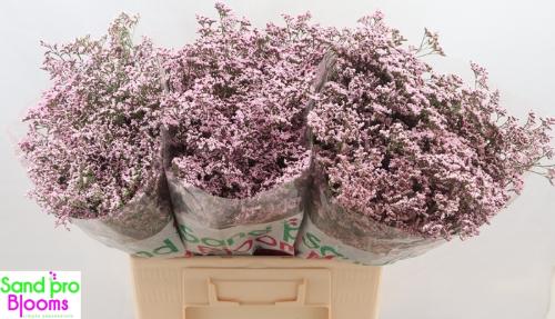 Limonium Safora Oshi Pink