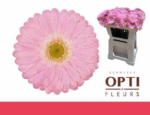 Gerbera mini 'Babble'