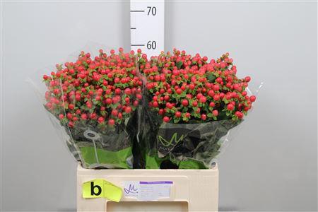 Hypericum androsaemum Tomato Flair