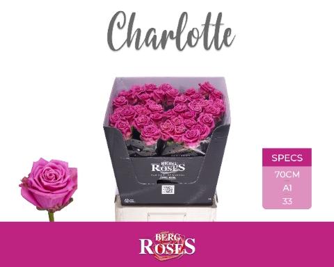 Rosa grootbloemig Tantau’s Charlotte