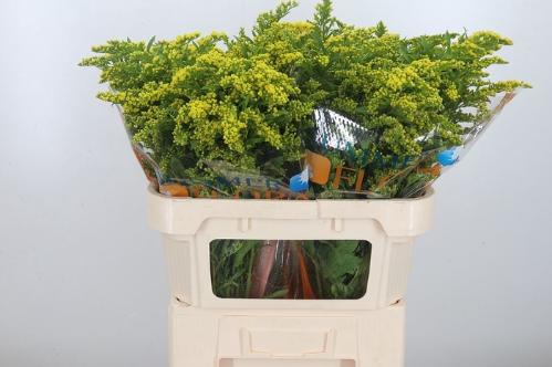 Solidago 'Golden Glory'