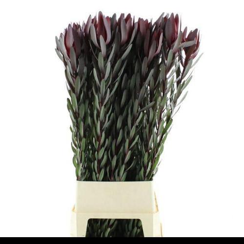 Leucadendron 'Safari Sunset'