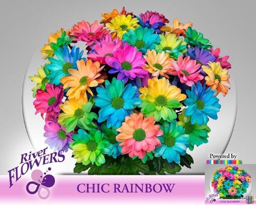 Chrysanthemum (Indicum Grp) tros Chic kleurbehandeld H%