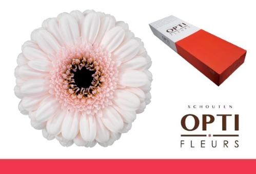 Gerbera mini Kokomo