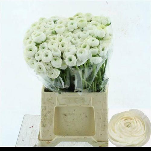 Ranunculus asiaticus 'Elegance White'
