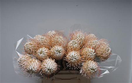 Leucospermum 'Naomi' kleurbehandeld H%