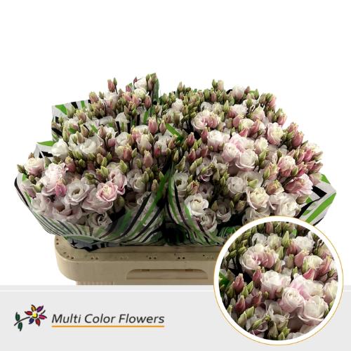Eustoma russellianum enkel kleurbehandeld H%
