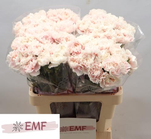 Dianthus standaard Altair