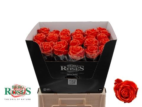 Rosa grootbloemig gewaxt H%