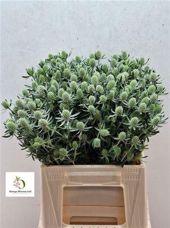 Eryngium planum 'White Glitter'