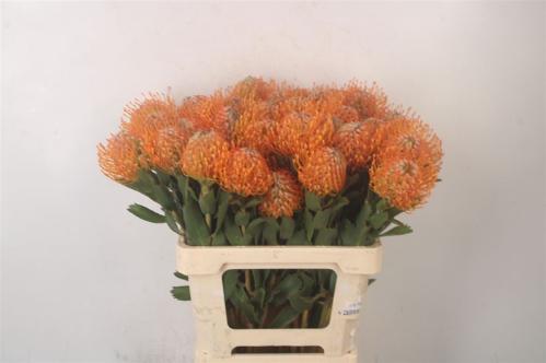 Leucospermum 'Soleil'