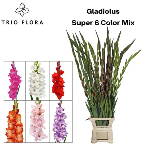 Gladiolus grootbloemig gemengd in fust