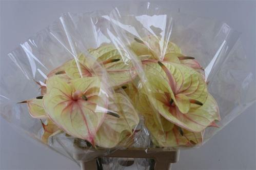 Anthurium Andreanum Grp Nunzia