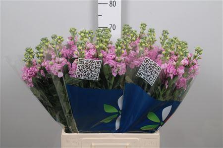 Matthiola incana 'Iron Pink'