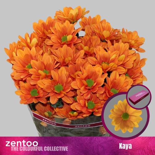 Chrysanthemum (Indicum Grp) tros Kaya+