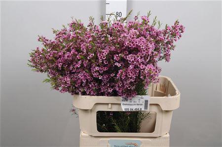 Chamelaucium uncinatum 'Kerryn'