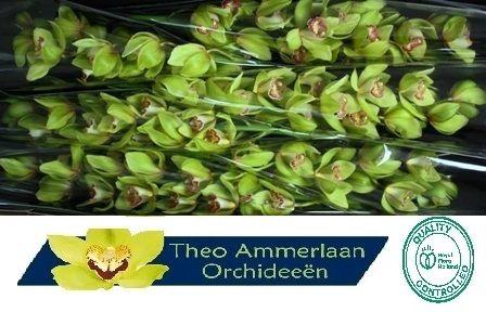 Cymbidium grootbloemig per tak Honey Green 'Melissa'