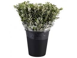 Pittosporum overig