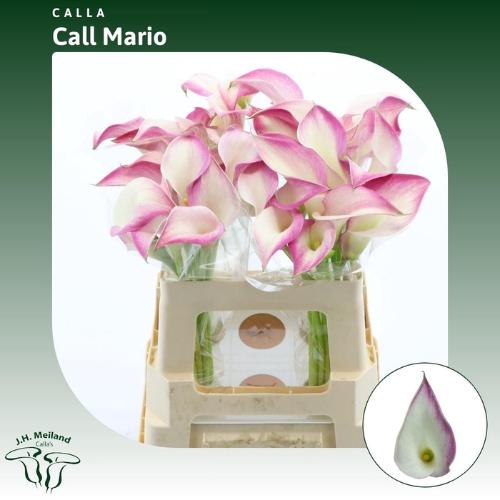 Zantedeschia 'Call Mario'