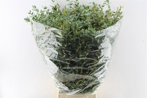 Eucalyptus per bos parvifolia