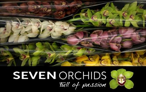 Cymbidium grootbloemig per tak gemengd