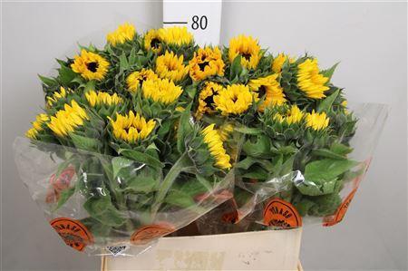 Helianthus annuus 'Orange Fire'