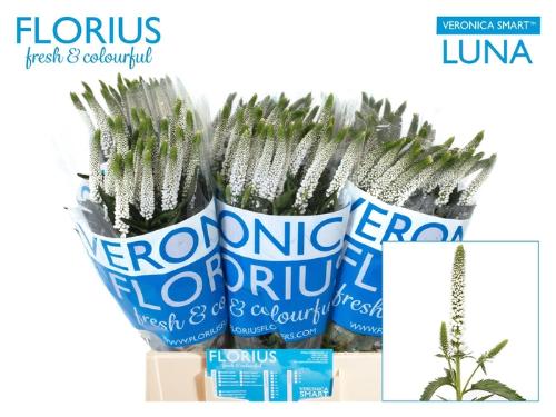 Veronica Smart Luna