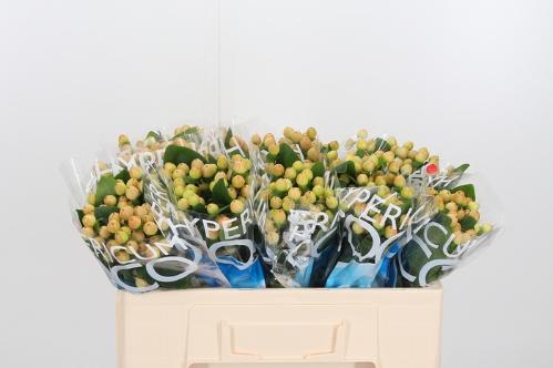 Hypericum Coco Gelato