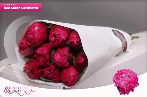 Paeonia Lactiflora Grp 'Red Sarah Bernhardt'