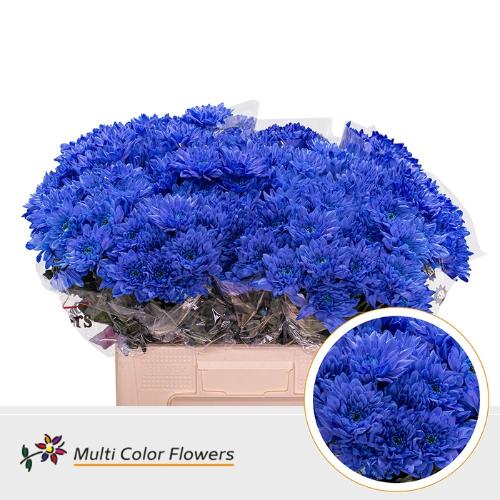 Chrysanthemum Indicum Grp tros kas kleurbehandeld H%