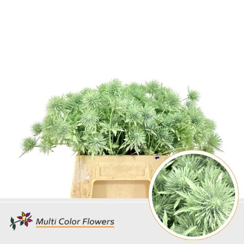 Eryngium alpinum kleurbehandeld H%