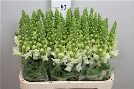 Antirrhinum majus 'Potomac Ivory White'