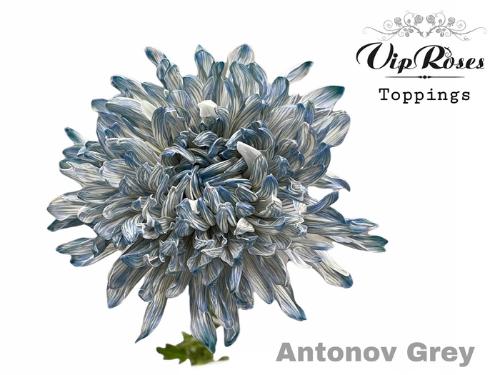 Chrysanthemum (Indicum Grp) geplozen Antonov kleurbehandeld H%