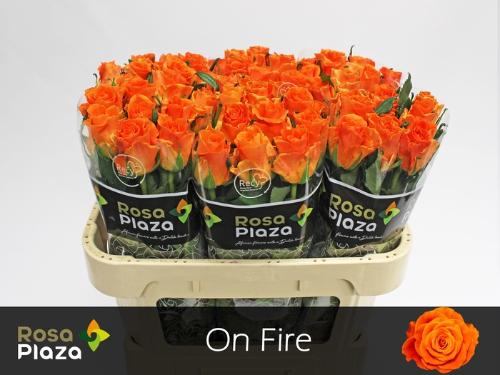 Rosa grootbloemig On Fire