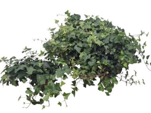 Hedera helix 'Anna'