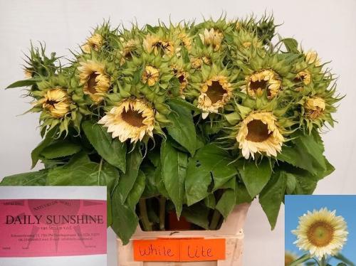 Helianthus overig