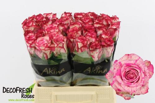 Rosa grootbloemig Barracuda