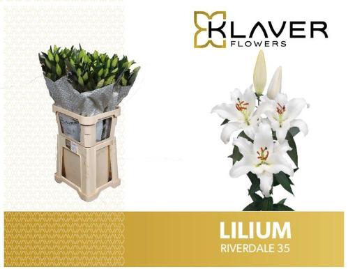Lilium (Oriental Grp) 'Riverdale'