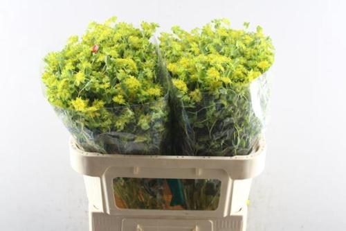 Bupleurum griffithii