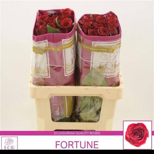 Rosa grootbloemig Fortune
