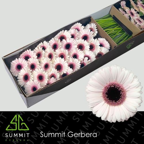 Gerbera mini Abby Lou