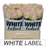 6274ce7e-888d-40e9-ab97-add014350154.jpg